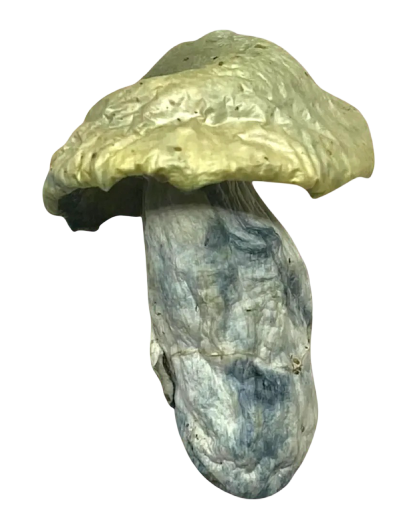 psilocybin muchroom